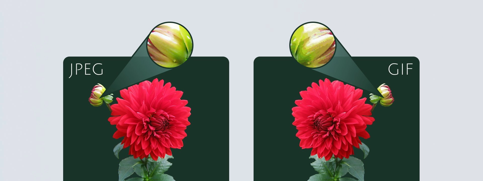 ما هو الفرق بين صيغ الصور المتنوعة (JPEG, PNG, SVG) ؟